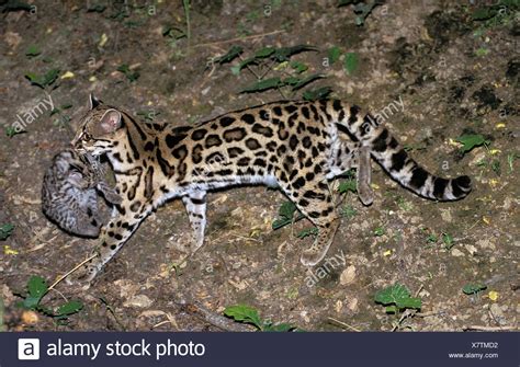 Margays High Resolution Stock Photography And Images Alamy