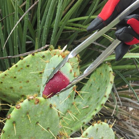 Harvesting the fruit is an american indian tradition. Prickly Pear Jelly: Garden to Table Recipe | Bloom Where ...