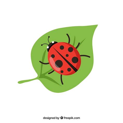 Premium Vector Ladybug Vector