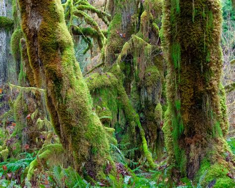 Hall Of Mosses Olympic National Park