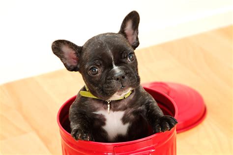 Pam is such an expert at what she does, and is very passionate about breeding the healthiest and happiest pups possible. french bulldog puppy - Animal Stock Photos - Kimballstock