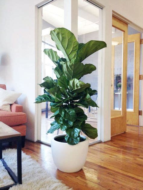 10 Indoor Tropical Plants Ideas Plants Plant Decor Indoor Plants
