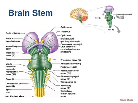 Ppt The Brain And Cns Powerpoint Presentation Free Download Id2114143