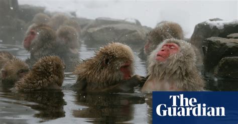Japanese Macaques Chill Out In Hot Springs In Pictures World News