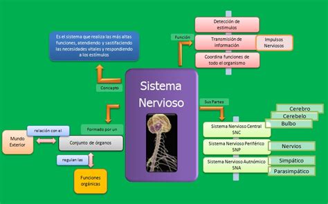 Sistema Nervioso Concepto Partes Y Funciones Esquemas Diagramas