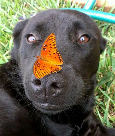 Funny Dog With Butterfly On Its Nose Animals Cute