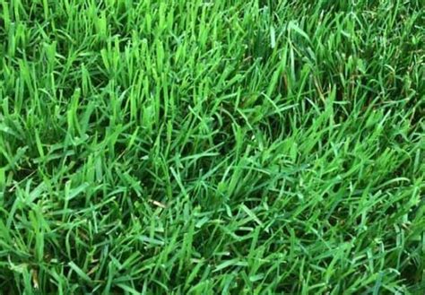 What Grass Grows In Shade Best Shade Tolerant Grass Species Cg Lawn