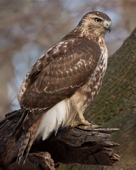 Easily The Most Common Bird Of Prey In My Area Connecticut But I