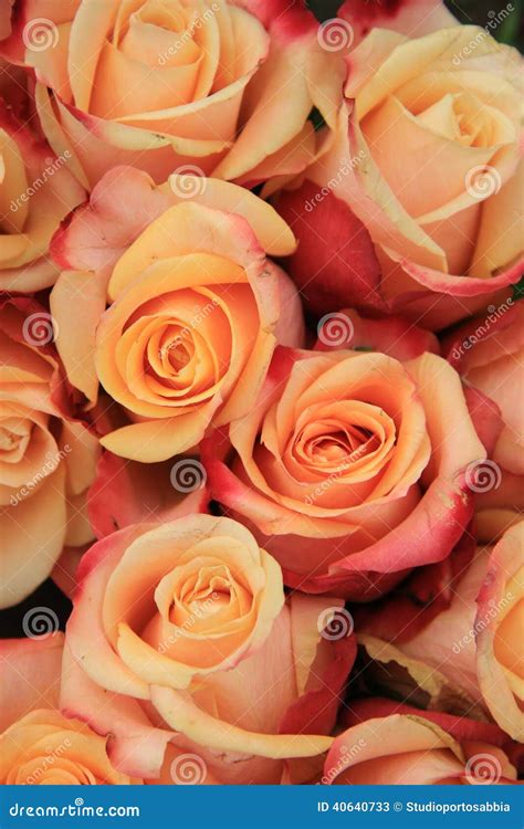 Multicolored Wedding Roses Stock Image Image Of Petals 40640733