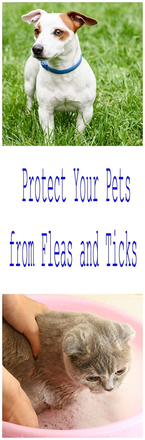 A Guide To Flea And Tick Prevention Products For Dogs And Cats Tick