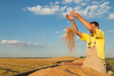 Farmer Inspecting Freshly Harvested Wheat Grains Stock Image Image