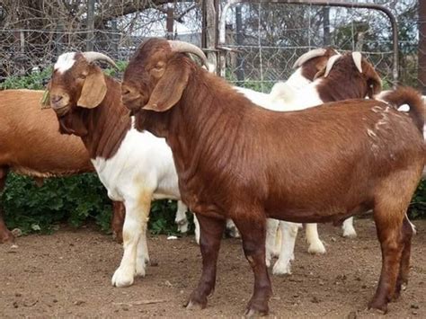 You are sure to fast rather, goat farming become a money making machine if you turn it to business. Most Complete Goat Farming Business Plan in Nigeria PDF - NaijaCEO