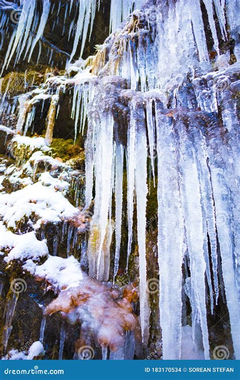 Icicles Inside Of The Forest Stock Photo Image Of Frozen Weather
