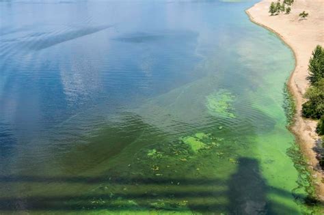 Premium Photo Polluted Green River Water Toxic Bacteria And Harmful