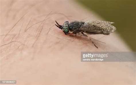 Horse Fly Bite Photos And Premium High Res Pictures Getty Images