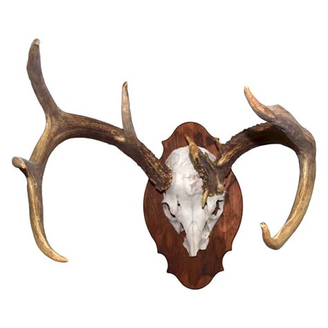 Whitetail Deer Euro Mount Irregular Antlers Taxidermy Mounts For