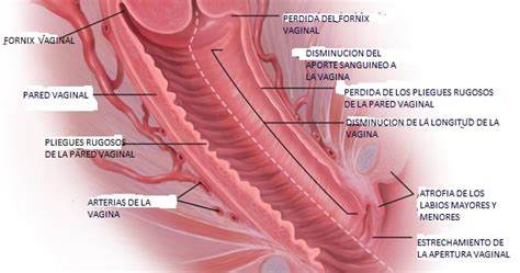 Anatom A Del Aparato Genital Femenino
