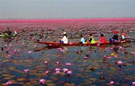 Lotus Lake With Images Thailand Vacation Thailand Travel Lake