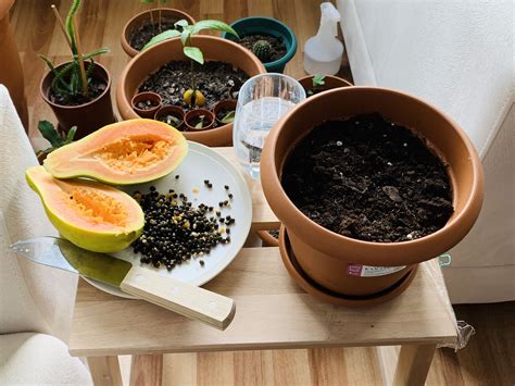 How To Grow Papaya Tree From Seed Papaya Germination Propagation