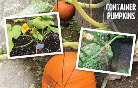 How To Grow Perfect Pumpkins In Containers Garden Culture Magazine