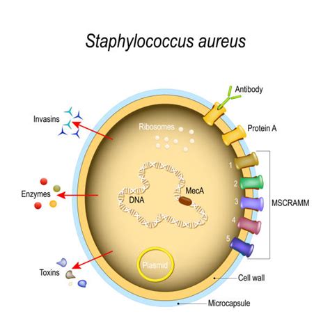 Collection 102 Pictures Images Of Staphylococcus Aureus Superb