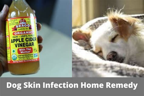 Dog Skin Infection Home Remedy
