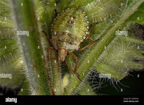 Stink Bug Nymph Of The Genus Euschistus Stock Photo Alamy