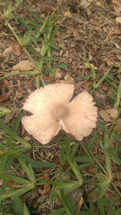 Id Help South Texas San Antonio Mushroom Hunting And