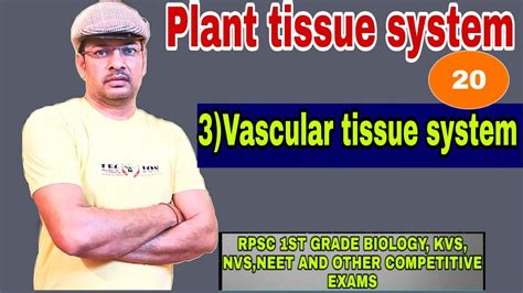 Plant Tissue System ।। Plant Anatomy ।। Vascular Tissue System Youtube