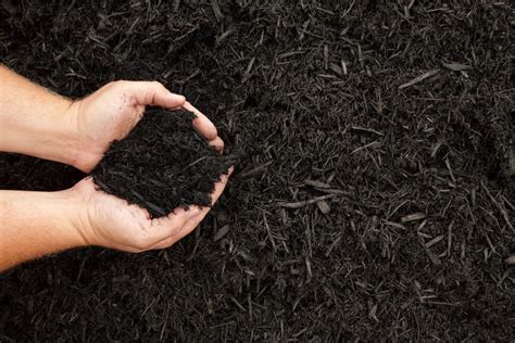 As discussed above, just ensure your soil has plenty of organic matter when you plant. Using Organic Mulch In Gardens - Types Of Natural Mulch