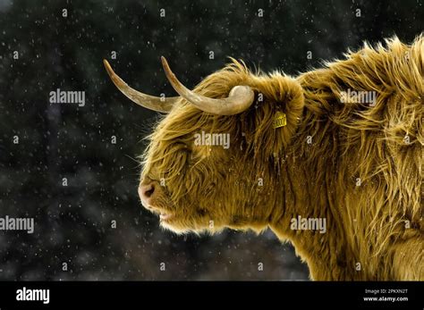 Highland Cattle Cow Close Up Of Head In Snowfall Cumbria England