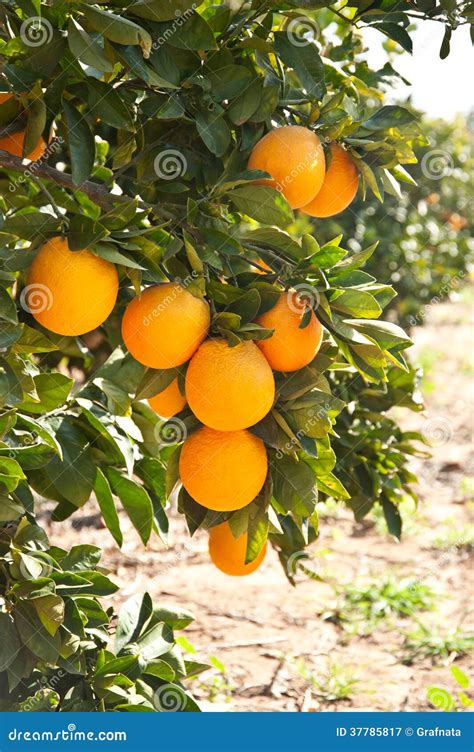 Orange Tree With Ripe Orange Fruit Stock Image Image 37785817