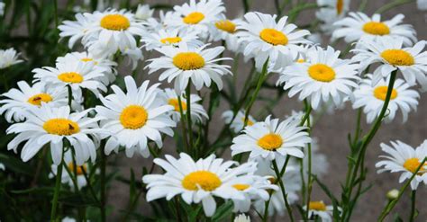 14 Tips To Make Caring For Shasta Daisies A Breeze