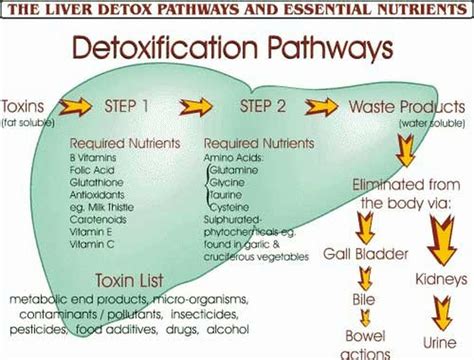 Two phases of Liver Detox - Are You Ready for a Change?
