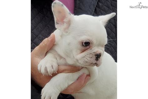 Found 28 french bulldog pets and animals ads from indiana, us. Sold: French Bulldog puppy for sale near South Bend ...