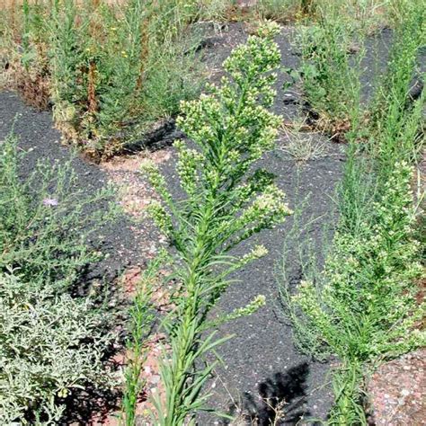 Horseweed — Northern Arizona Invasive Plants