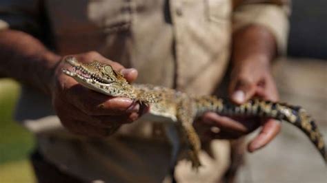 Cuban Scientists Race To Save One Of The Worlds Rarest Crocodiles