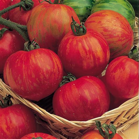Buy Tomato Tigerella Organic Seeds Indeterminate Organic