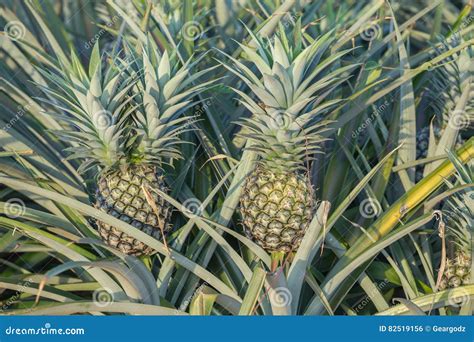 Pineapple Plant Tropical Fruit Growing In A Farm Stock Photo Image