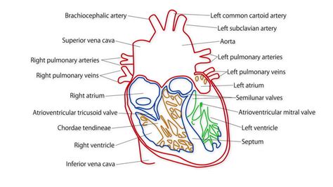 Human Heart Structure Animation Illustration Stock Footage