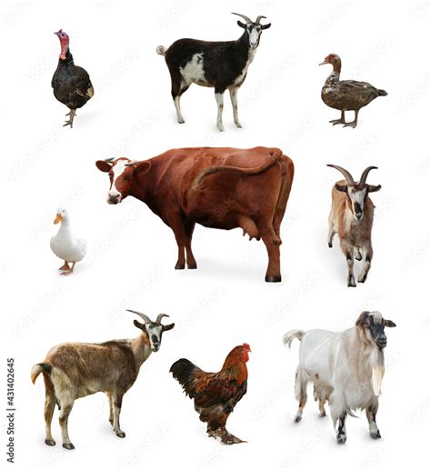 Different Farm Animals On White Background Collage Stock Photo Adobe