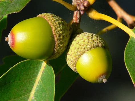 Free for commercial use no attribution required high quality images. Chestnut Oak fruit (With images) | Chestnut oak, Habitats ...