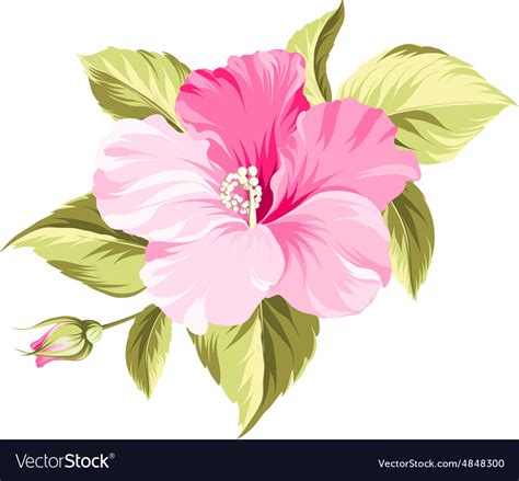 Hibiscus Tropical Flower Royalty Free Vector Image
