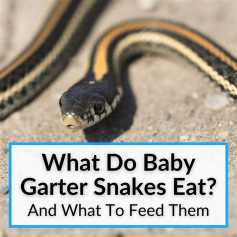 What Do Baby Garter Snakes Eat And What To Feed Them