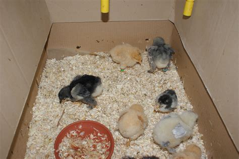 Building A Brooder For Baby Chicks In 5 Minutes