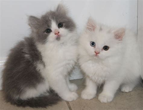 White Persian Teacup Kitten Kittens Stroudsburg Pennsylvania 18360 For