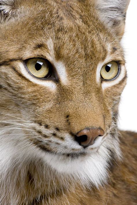 Close Up Of A Eurasian Lynxs Head Stock Photo Image Of Indoor Shot