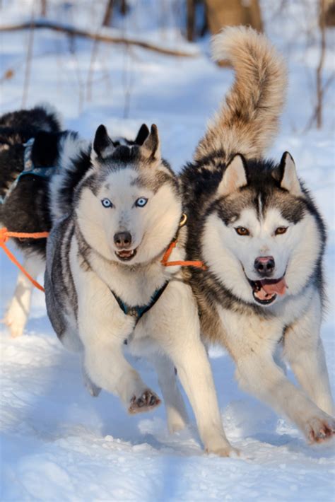 Husky Dogs Are Pulling Sledge At Sunny Winter Forest In Moscow Russia