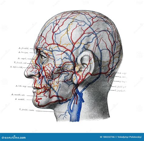 Arteries Diagram Head Head And Neck Overview And Surface Anatomy
