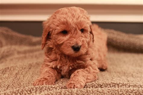 Puppies are not programmable and do not all reach the exact same level. River Valley Goldendoodles - red goldendoodle puppy at 7 ...